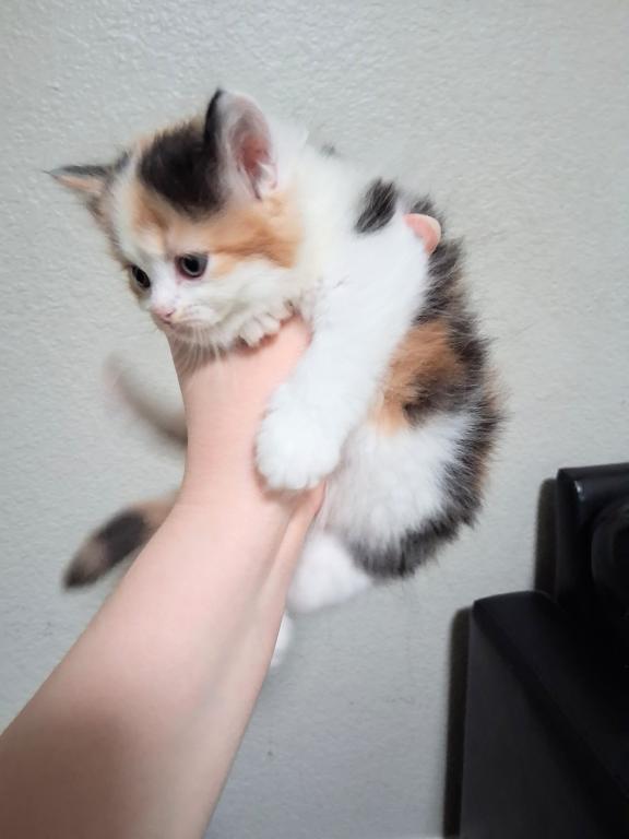 Caramels Kittens Male Female photo 2