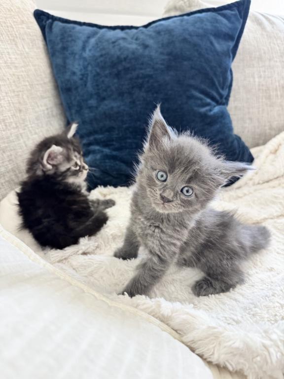 The Big Paw Club photo 17