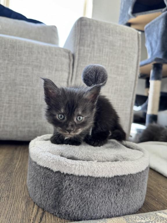 The Big Paw Club photo 10