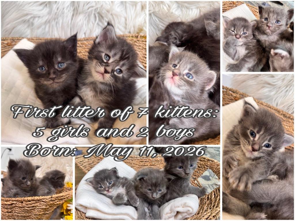 The Big Paw Club photo 1