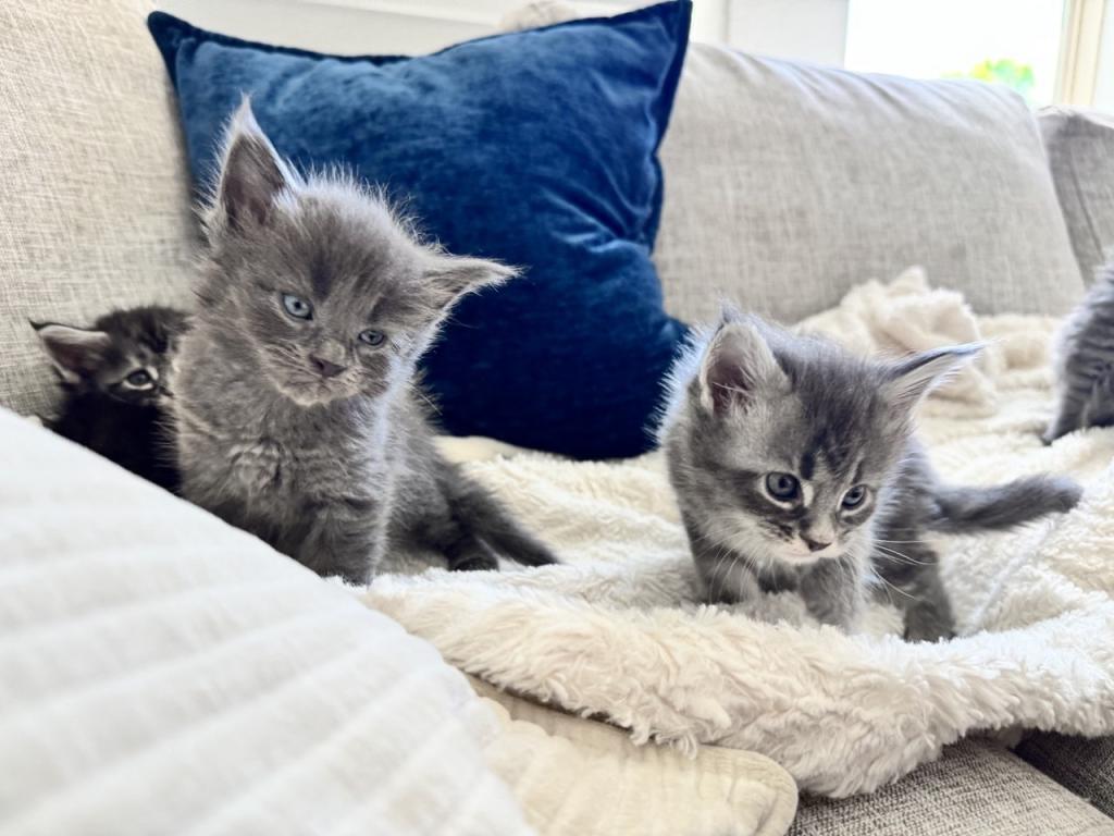 The Big Paw Club photo 18