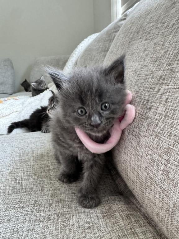 The Big Paw Club photo 20
