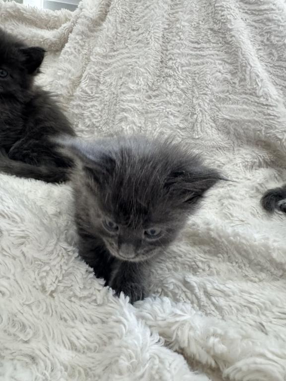 The Big Paw Club photo 19
