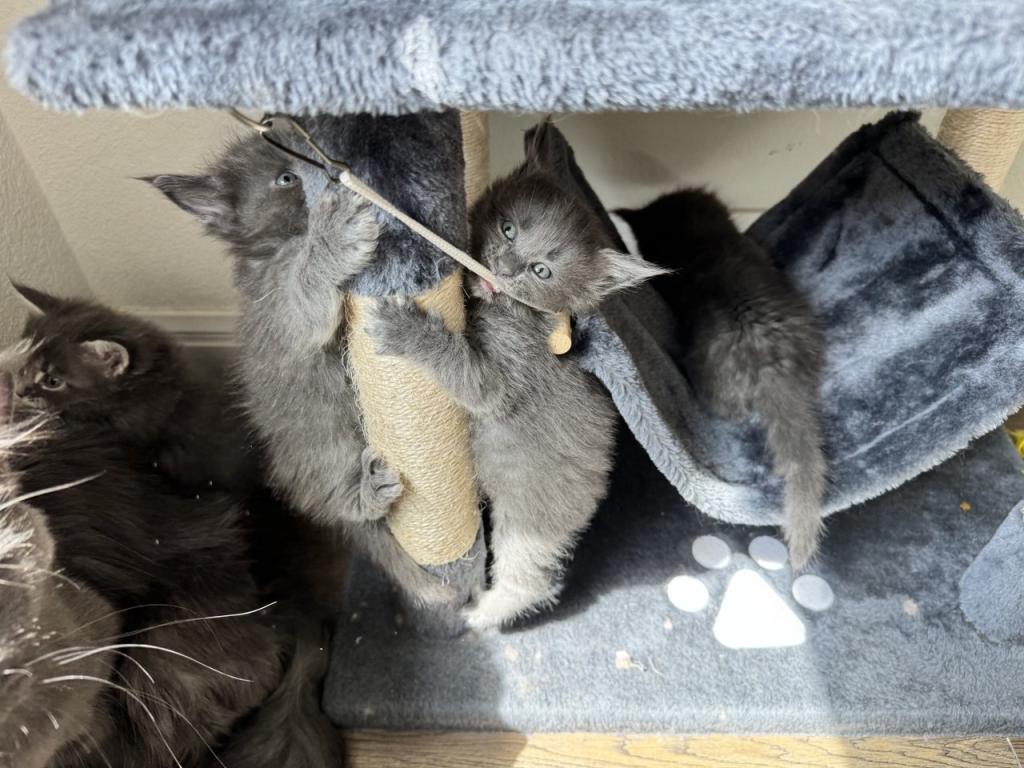 The Big Paw Club photo 15