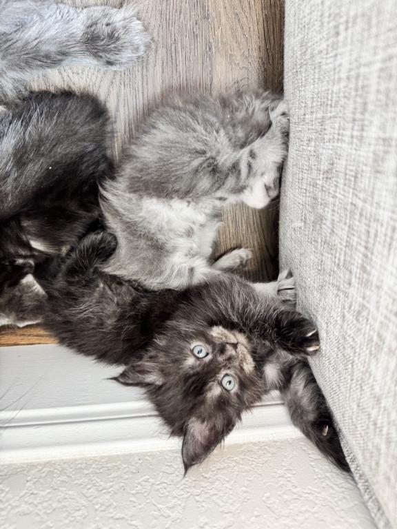 The Big Paw Club photo 16