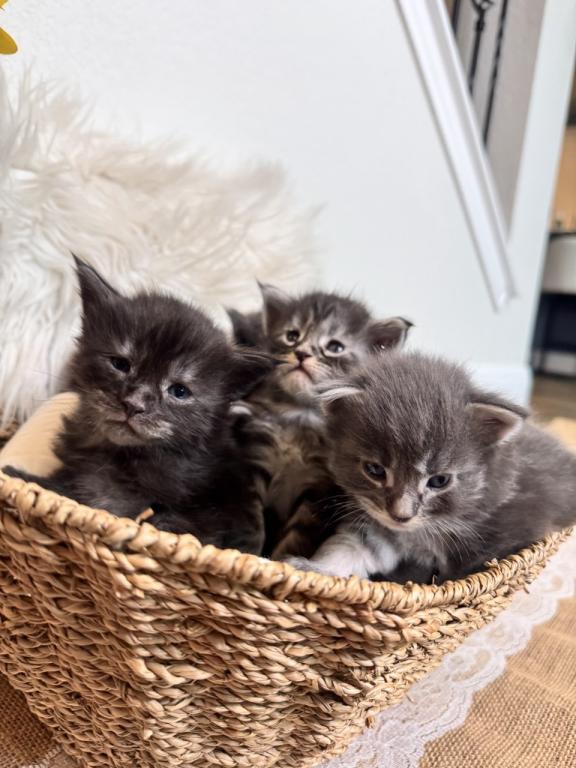 The Big Paw Club photo 23