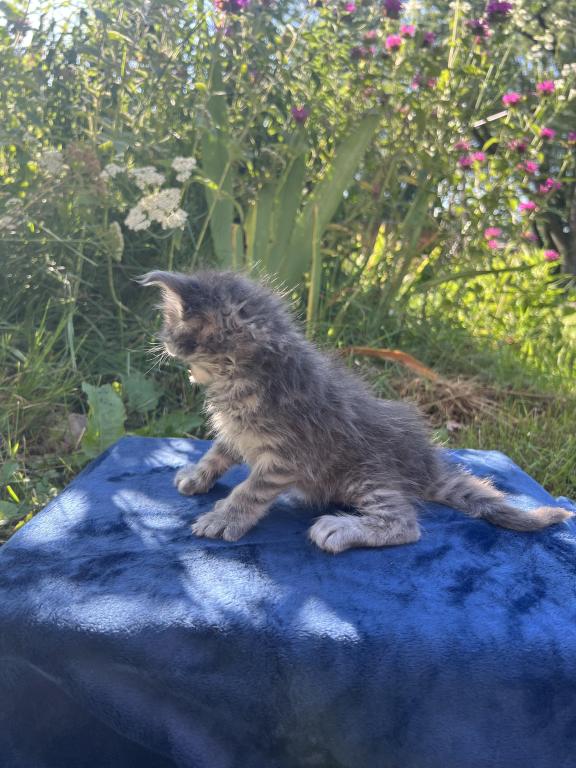 June Litter photo 6