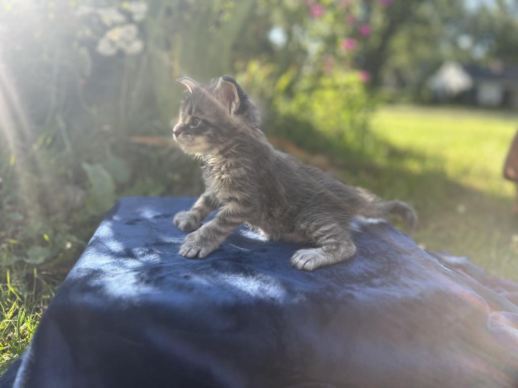 June Litter photo 5