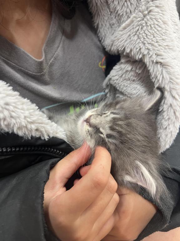 June Litter photo 13