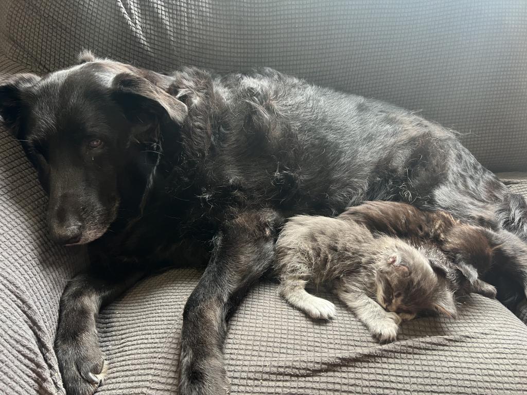 June Litter photo 11