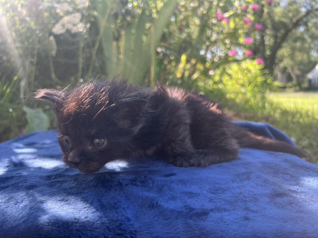 June Litter photo 8