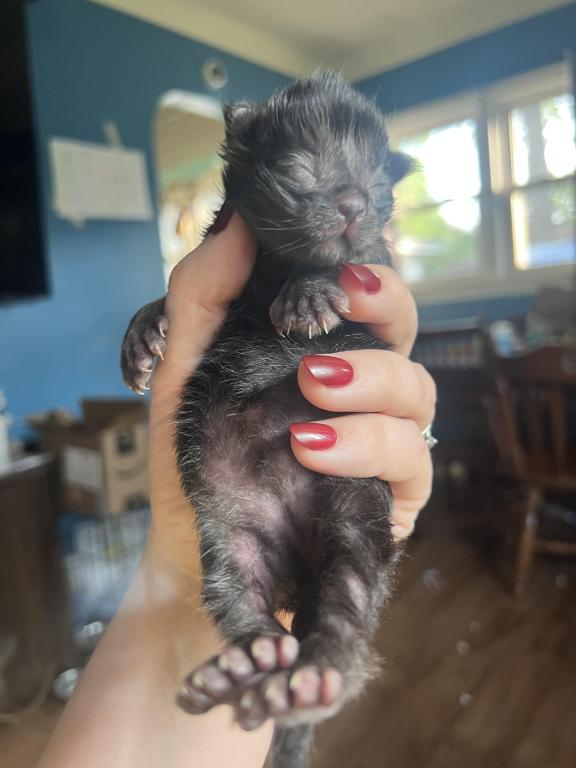 June Litter photo 2