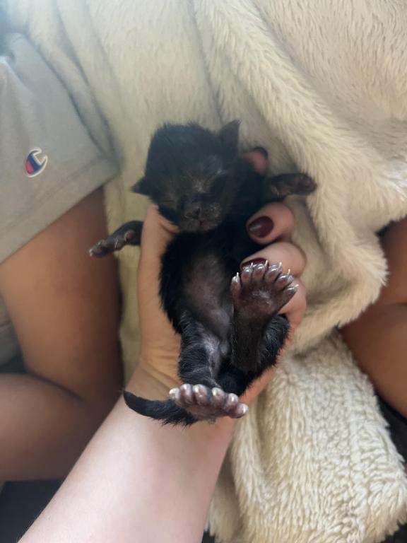 June Litter photo 3