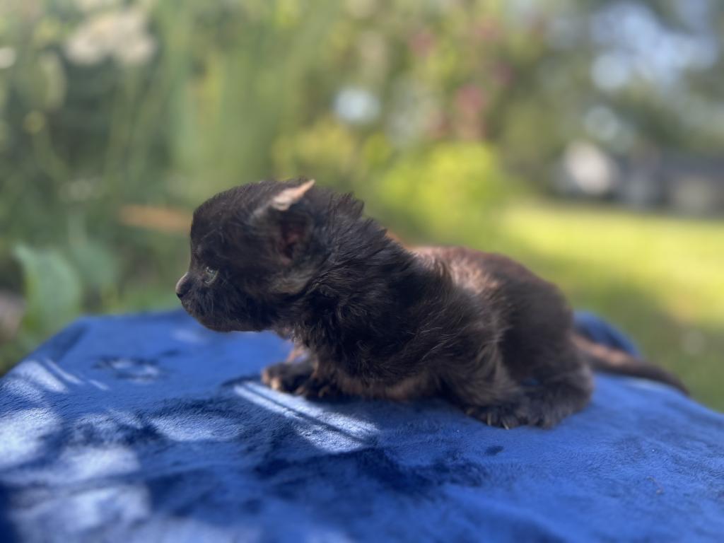 June Litter photo 9