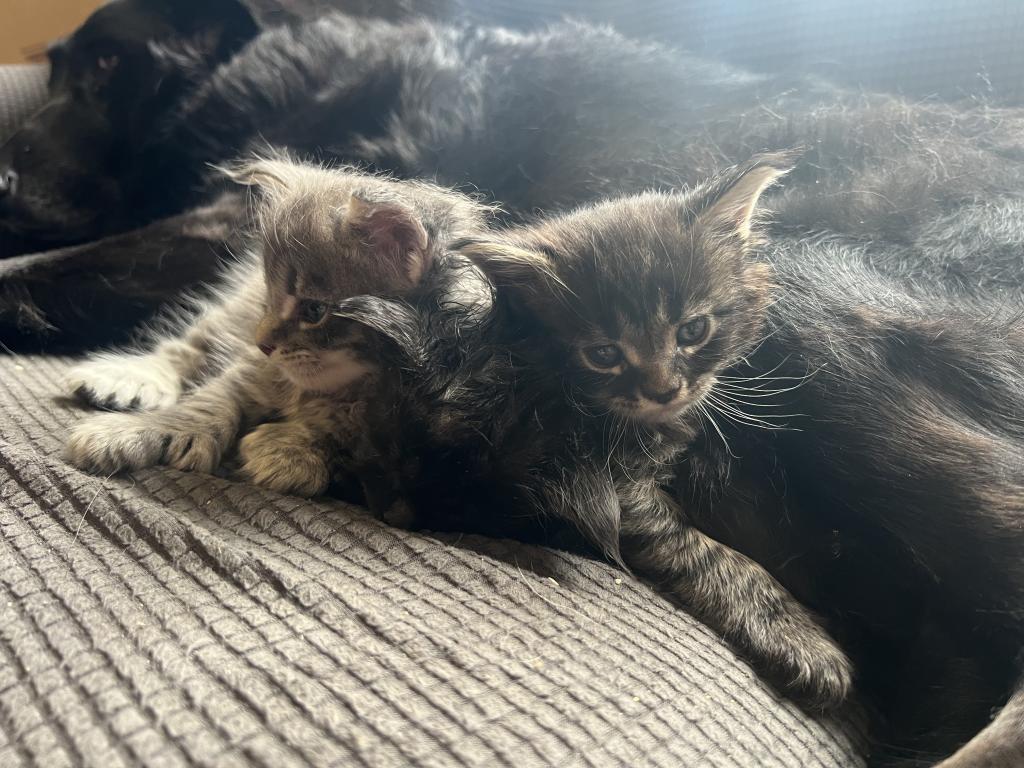 June Litter photo 12