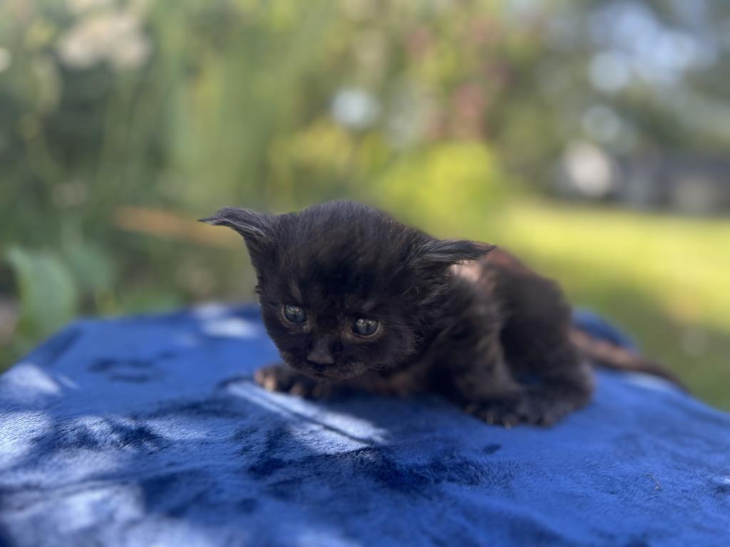 June Litter photo 7