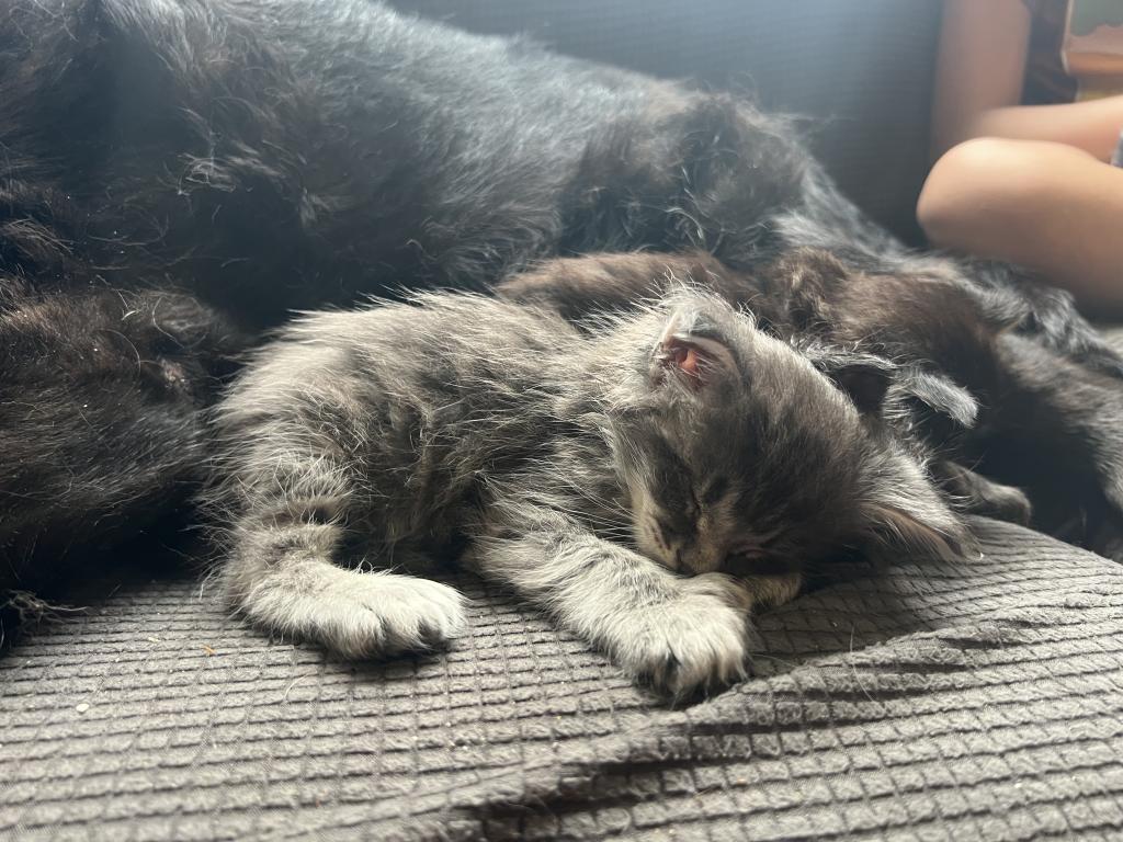 June Litter photo 10