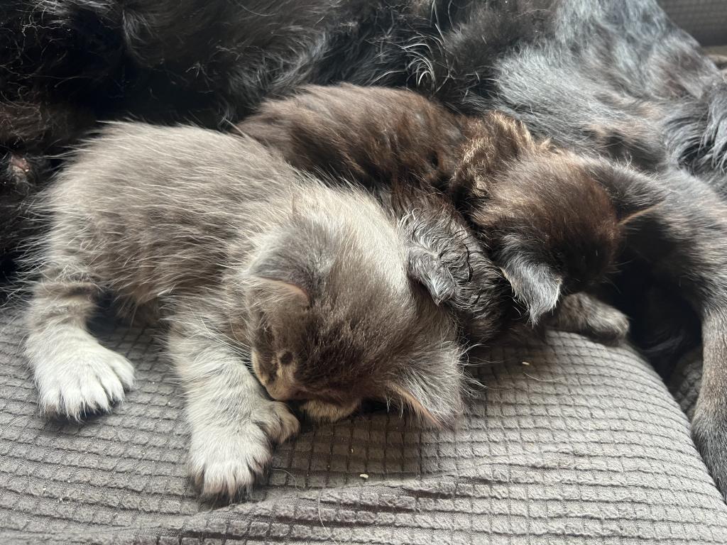 June Litter