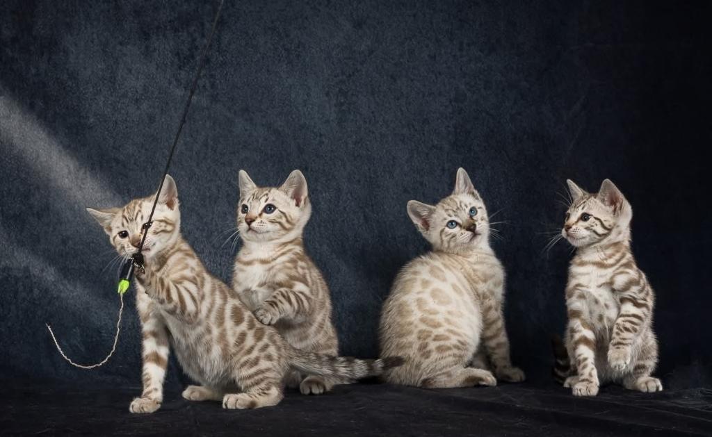 Snow Bengal Kittens photo 14