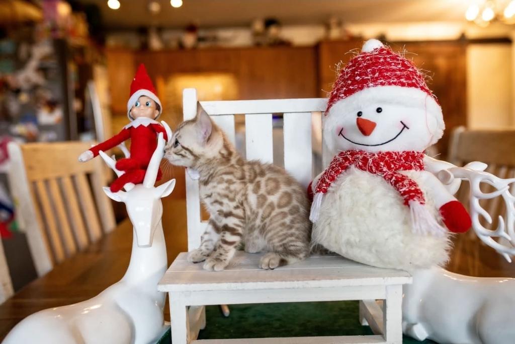 Snow Bengal Kittens photo 10