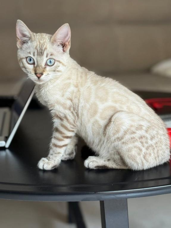 Snow Bengal Kittens photo 15