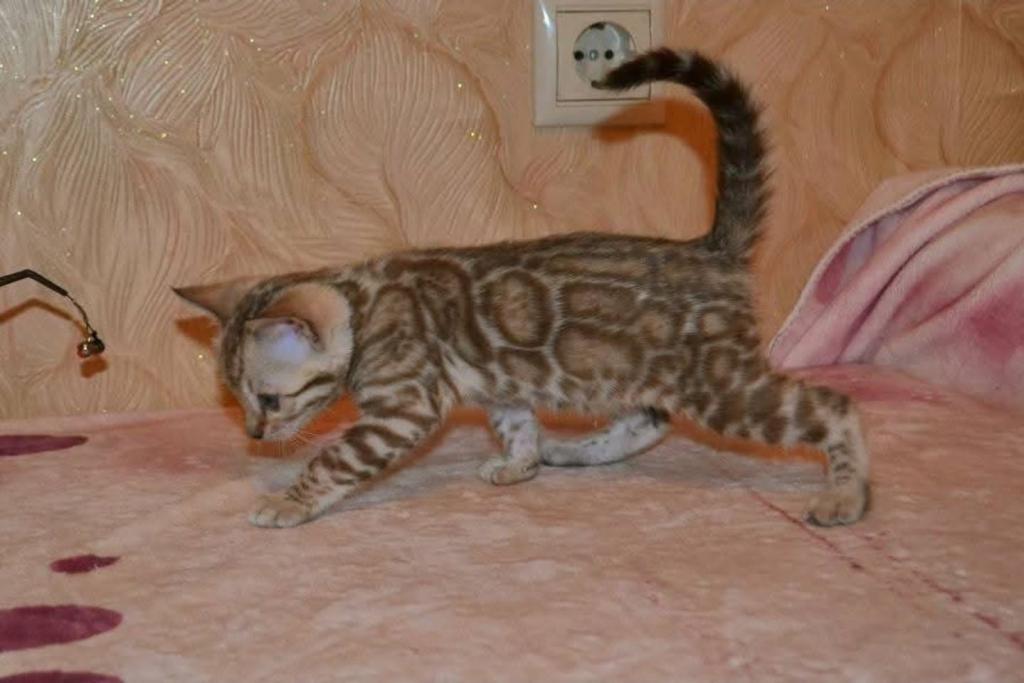 Snow Bengal Kittens photo 7