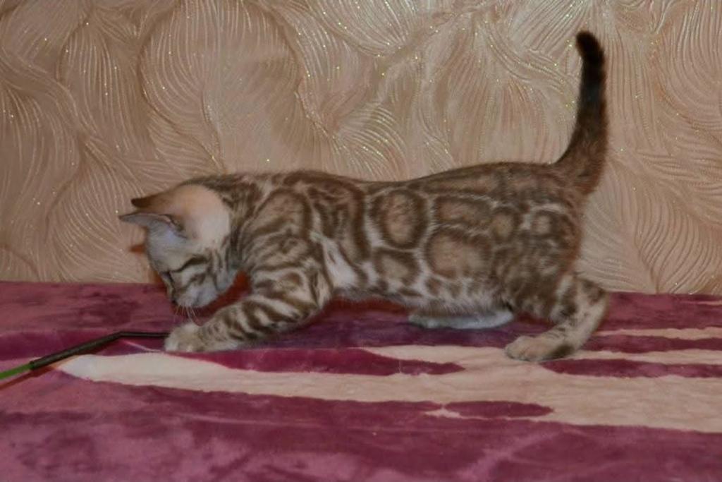 Snow Bengal Kittens photo 8