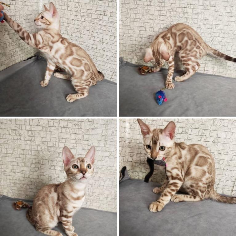 Snow Bengal Kittens photo 5