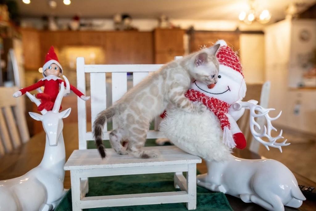 Snow Bengal Kittens photo 12