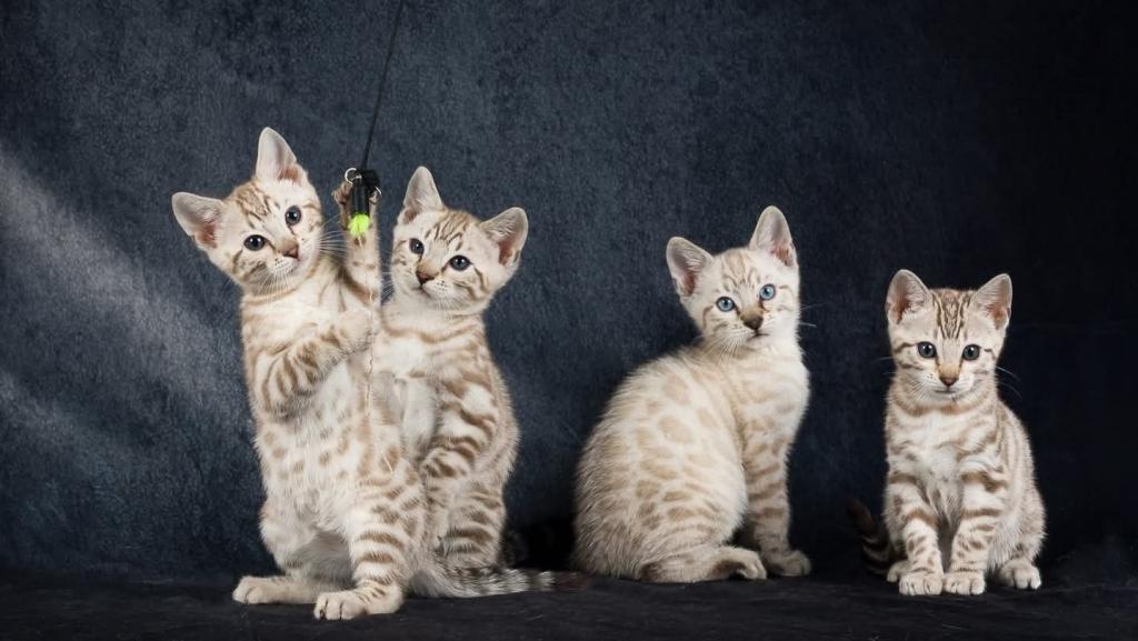 Snow Bengal Kittens photo 1