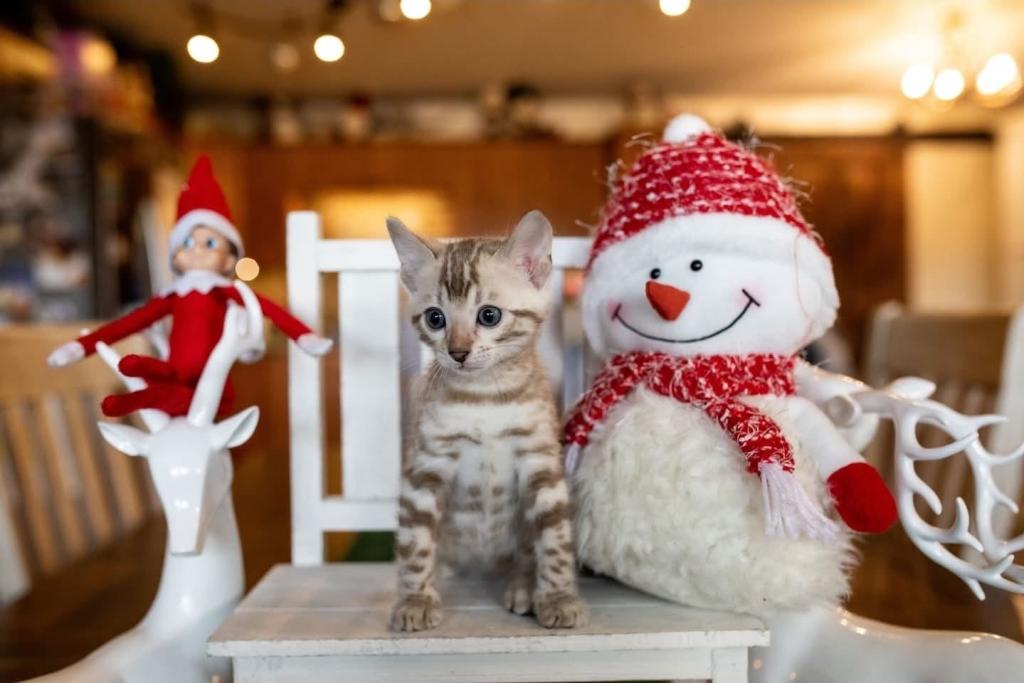 Snow Bengal Kittens photo 9