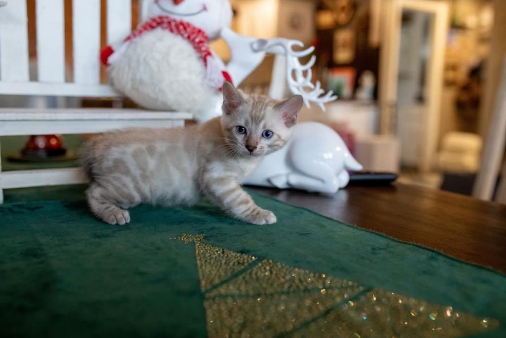 Snow Bengal Kittens photo 3