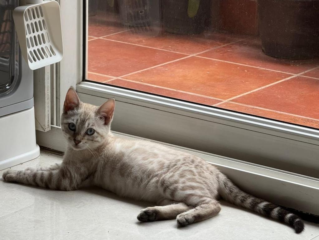 Snow Bengal Kittens photo 13