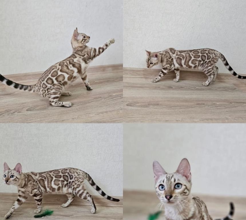 Snow Bengal Kittens photo 4