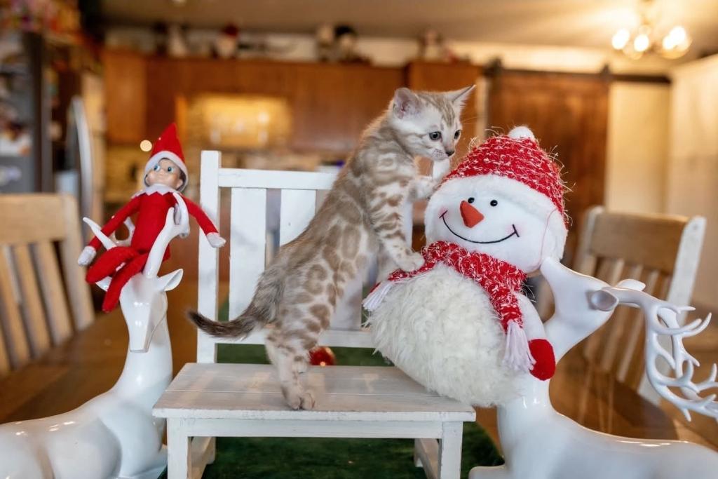 Snow Bengal Kittens photo 11