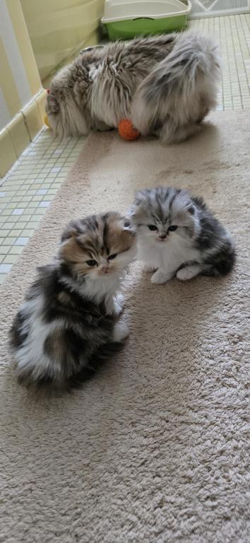 Barbara's Litter