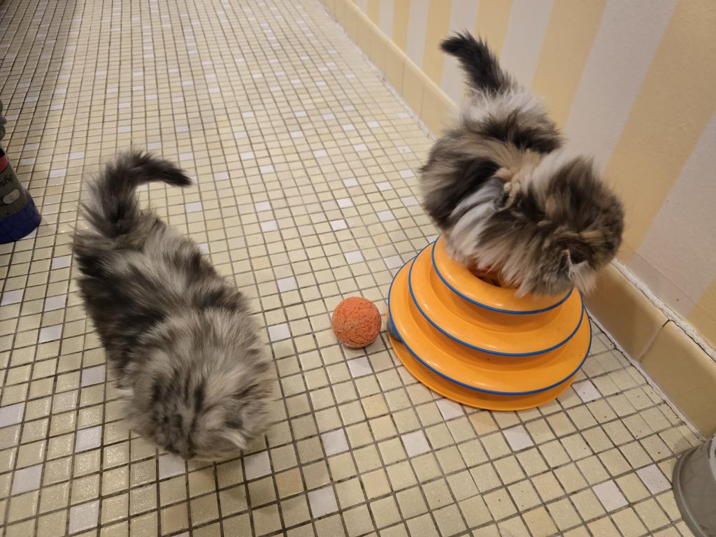 Barbara's Litter photo 4