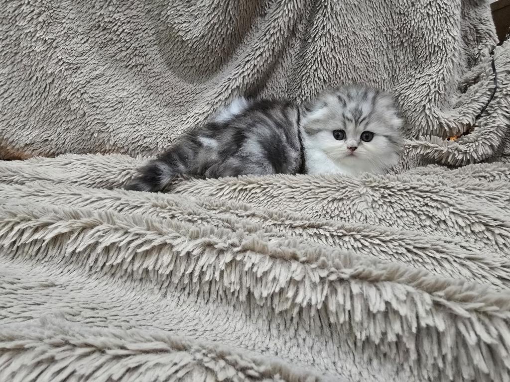 Barbara's Litter photo 19