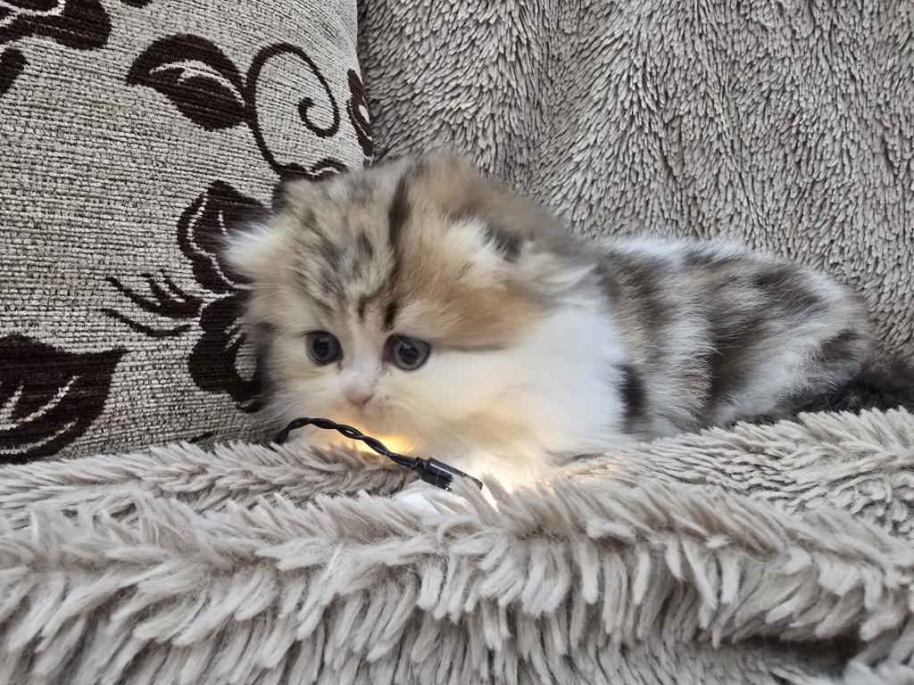Barbara's Litter photo 58