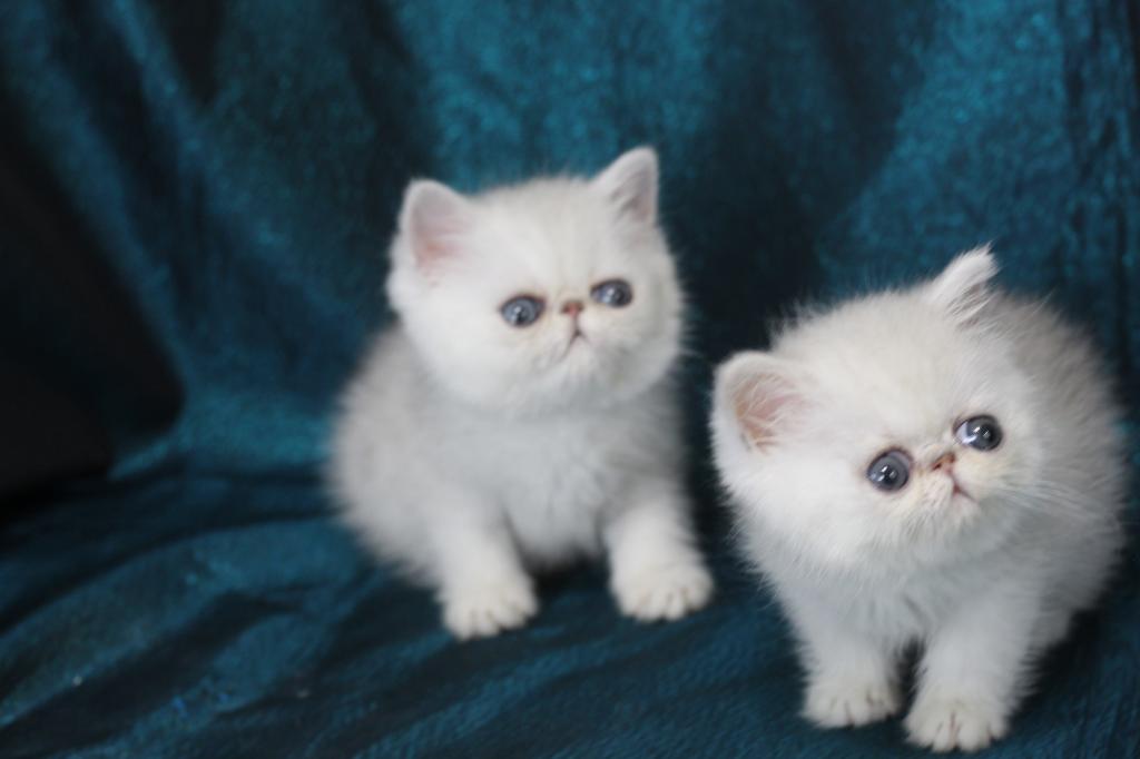 Exotic Shorthair photo 1