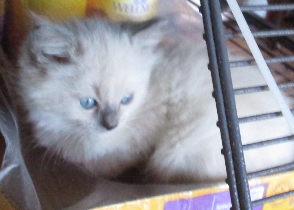 Potpourri's Litter
