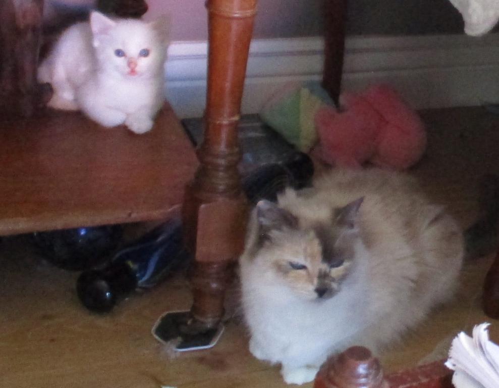 Potpourri's Litter photo 4