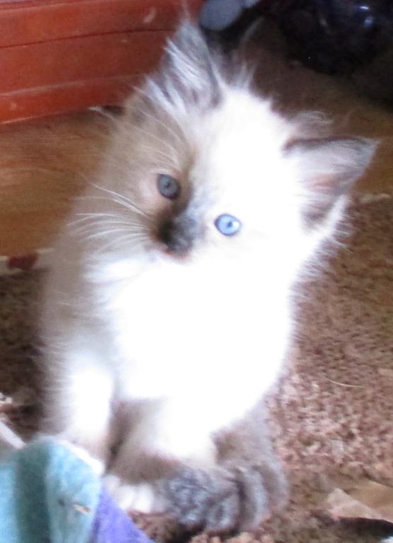 Potpourri's Litter photo 3