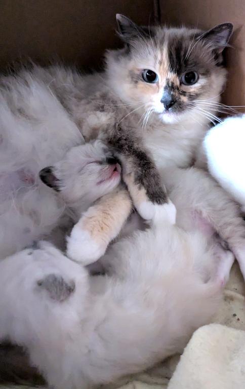 Potpourri's Litter photo 2