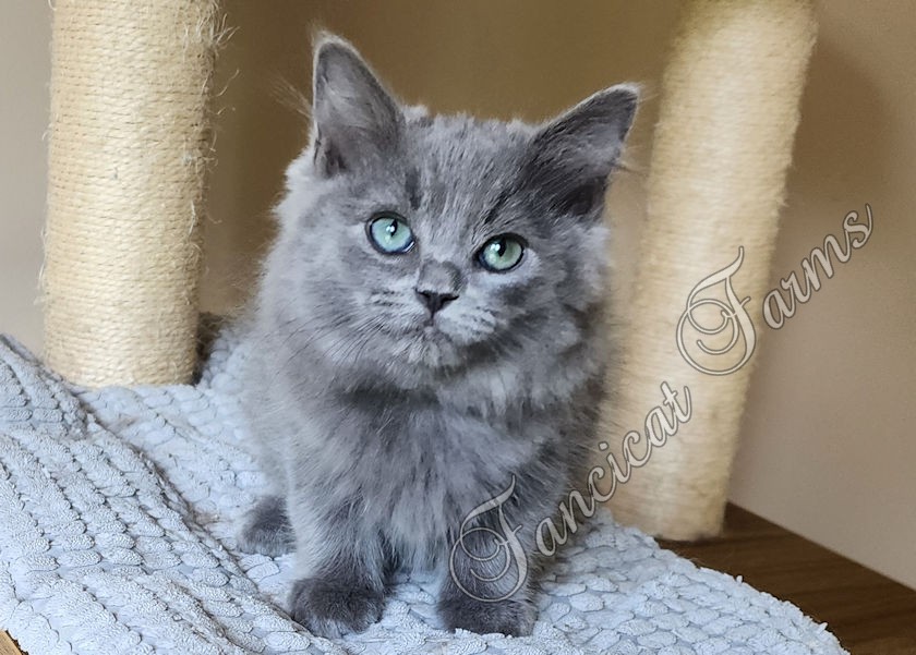 Precious TICA Blue Solid Cherubim Ragdoll Kitten D photo 2