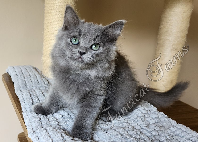 Precious TICA Blue Solid Cherubim Ragdoll Kitten D