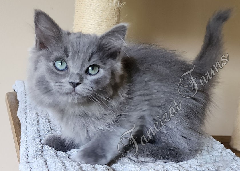 Precious TICA Blue Solid Cherubim Ragdoll Kitten D photo 3