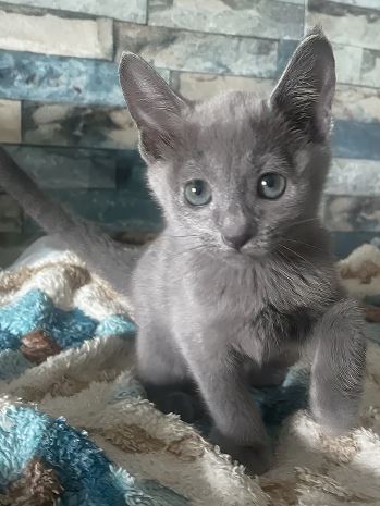 Kitten To New Home photo 2