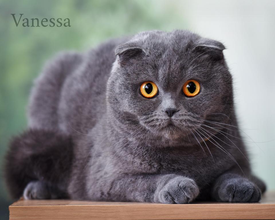 VANESSA Blue Scottish Fold photo 1