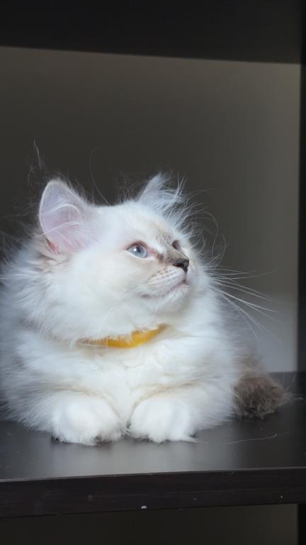 Millie photo 28